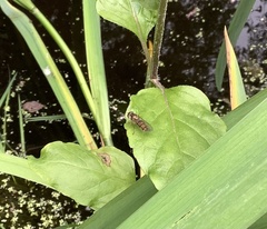 Episyrphus balteatus