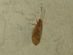 Micromus angulatus