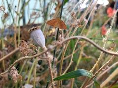 Idaea serpentata