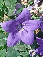Platycodon