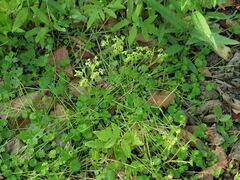 Chrysosplenium flagelliferum