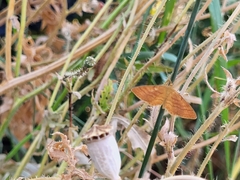 Idaea serpentata