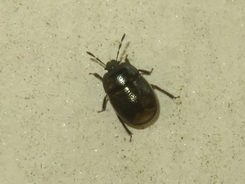 Bordered Shieldbug, Voorschoten, Nederland, photo 10 of 10