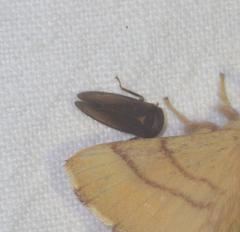 Iassus lanio