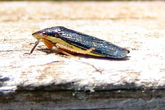 Homalodisca insolita