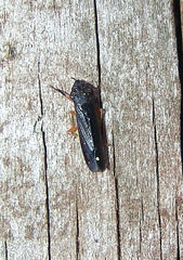 Homalodisca insolita