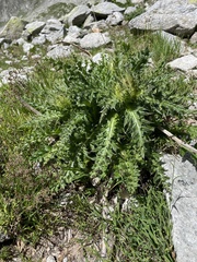 Cirsium spinosissimum