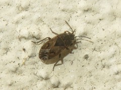 Trapezonotus arenarius