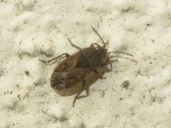 Trapezonotus arenarius