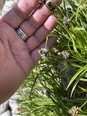 Luzula spicata