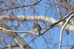 Fringilla montifringilla
