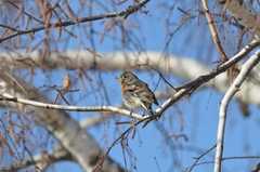 Fringilla montifringilla