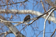 Fringilla montifringilla