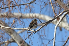 Fringilla montifringilla