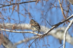 Fringilla montifringilla