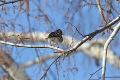 Fringilla montifringilla