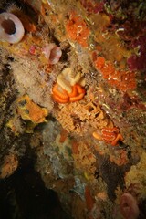 Helcogramma decurrens
