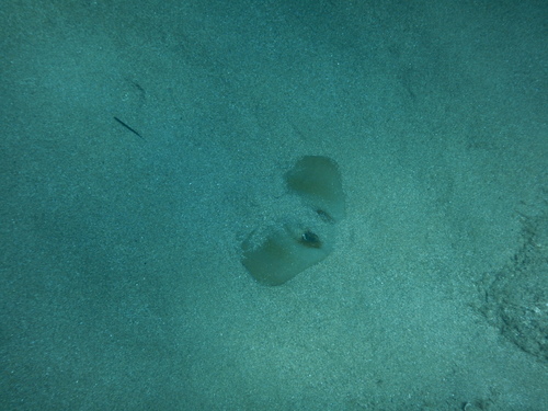 Dasyatis pastinaca