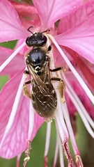 Ceratina cucurbitina