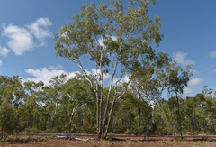 Eucalyptus chartaboma