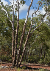 Eucalyptus chartaboma