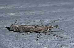 Orocrambus cyclopicus