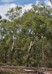 Eucalyptus chartaboma