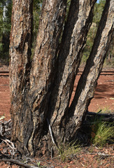 Eucalyptus chartaboma