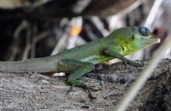 Anolis richardii