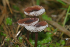 Mycena vinacea