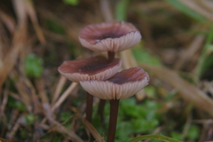 Mycena vinacea