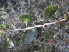Gymnosporia harveyana harveyana