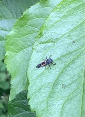 Harmonia axyridis