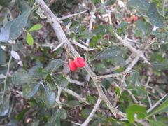 Gymnosporia harveyana harveyana