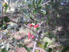 Gymnosporia harveyana harveyana