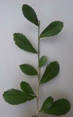 Suregada africana