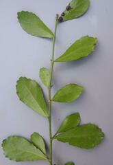 Suregada africana