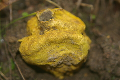 Scleroderma xanthochroum