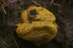 Scleroderma xanthochroum