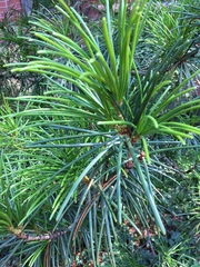 Sciadopitys verticillata