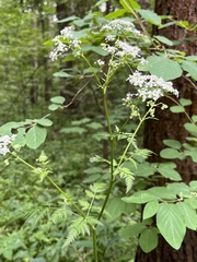 Anthriscus sylvestris
