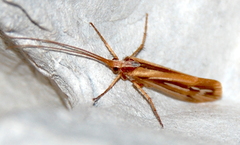 Limnephilus ornatus