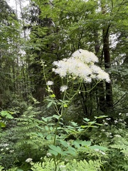 Thalictrum aquilegiifolium