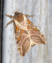 Sthenopis argenteomaculatus