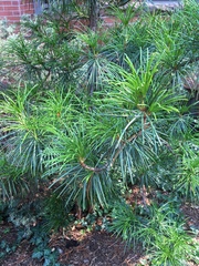 Sciadopitys verticillata