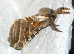 Sthenopis argenteomaculatus