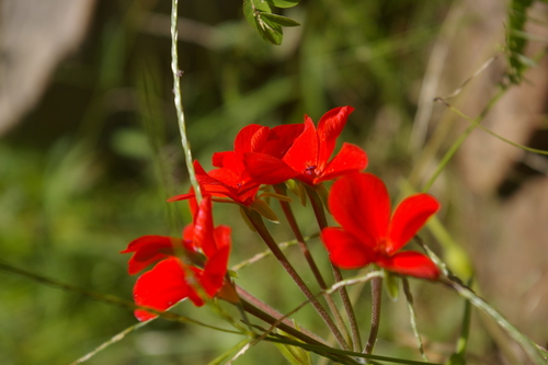 Pelargonium tongaense, photograph 3