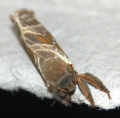 Sthenopis argenteomaculatus