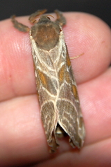 Sthenopis argenteomaculatus