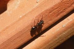 Leptorchestes berolinensis